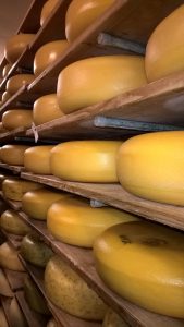 queseria, que es un maestro quesero, fabrica de quesos, industria lactea, cuanto pesa una horma de queso