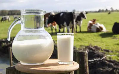 Proteínas de la leche de Vaca: Cuáles son y sus características