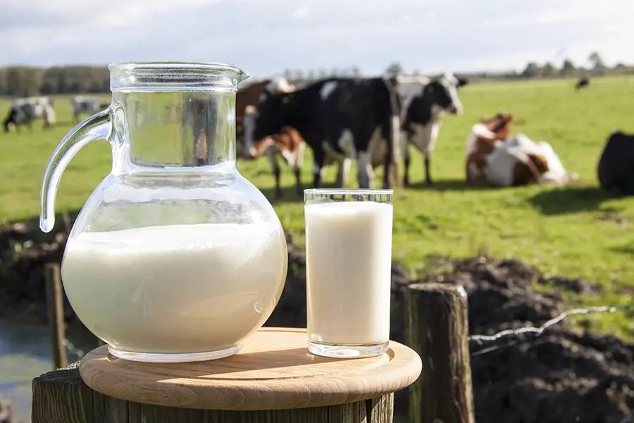 proteinas de la leche de vaca, componentes de la leche de vaca, caracteristicas de la leche de vaca